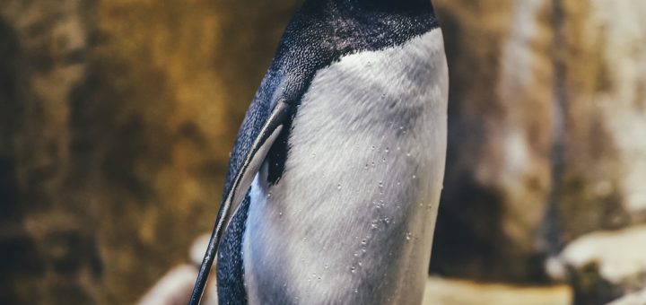 penguin on rock