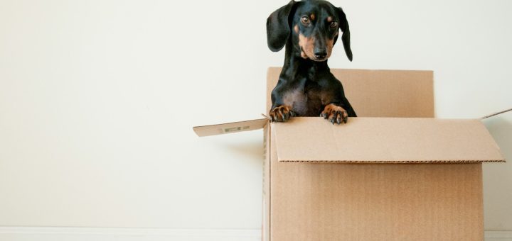 black and brown Dachshund standing in box