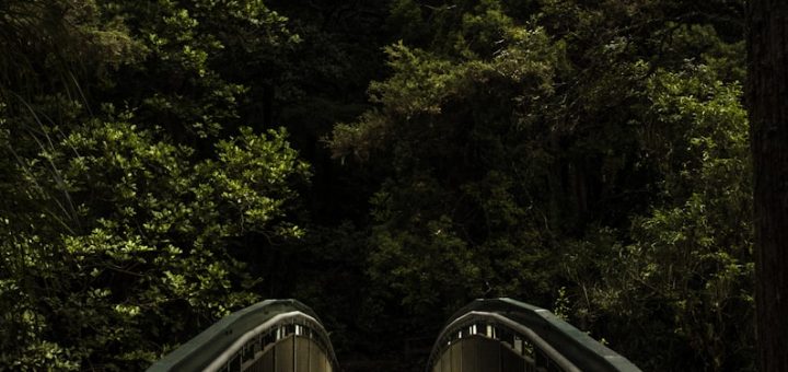 brown and grey footbridge in forest